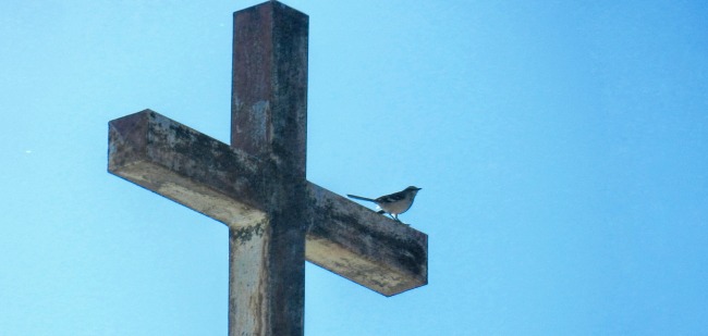 bird sitting on a christian cross